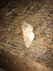 Homochlodes disconventa