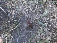 Sympetrum sanguineum