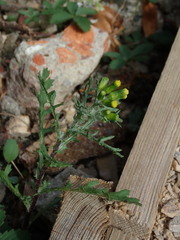 Senecio vulgaris
