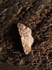 Homochlodes disconventa