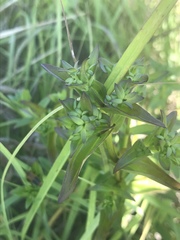 Gentianella quinquefolia