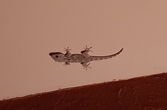 Tarentola mauritanica