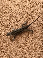 Sceloporus clarkii