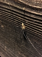 Leiobunum calcar