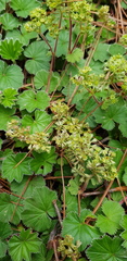 Alchemilla pectinata