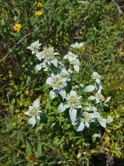 Pycnanthemum albescens
