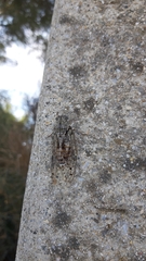 Cicada orni