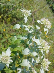 Pycnanthemum albescens