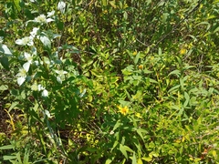 Pycnanthemum albescens