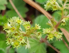 Alchemilla pectinata