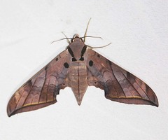 Ambulyx sericeipennis