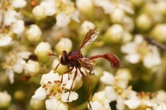 Physocephala burgessi