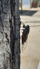 Cicada orni