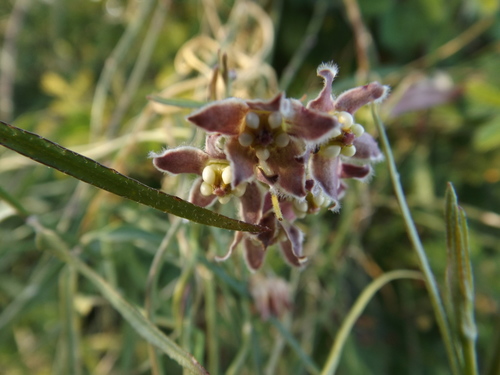 Funastrum heterophyllum