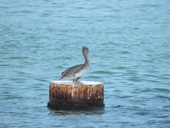 Pelecanus occidentalis