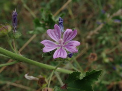Malva sylvestris