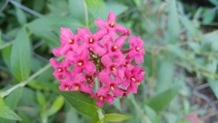 Arachnothryx leucophylla