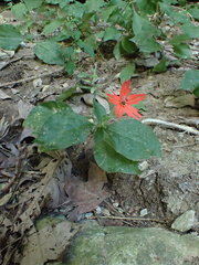 Silene rotundifolia