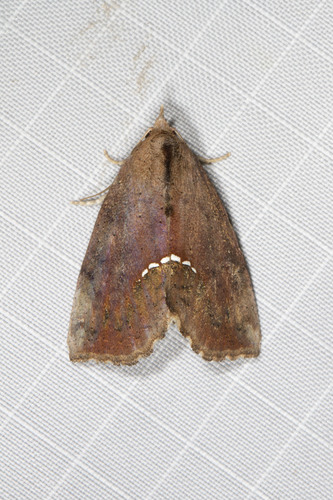 Small Necklace Moth photo 5