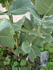 Calotropis procera image