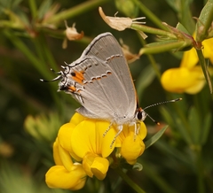 Strymon melinus pudica