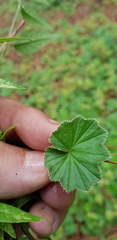 Alchemilla pectinata