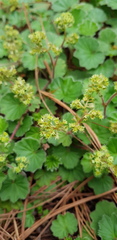 Alchemilla pectinata