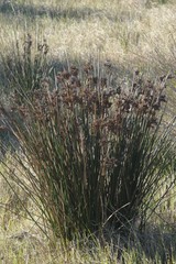 Juncus kraussii
