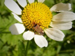 Adelphocoris vandalicus