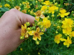 Hypericum swinkianum
