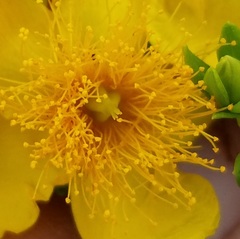 Hypericum swinkianum