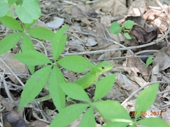 Ctenosaura pectinata