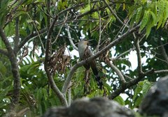 Coccyzus longirostris