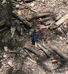 Chlorion aerarium