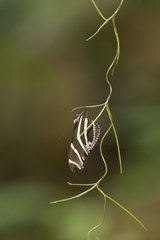 Heliconius charithonia