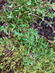 Polygonum minimum