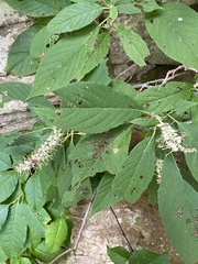 Clethra acuminata