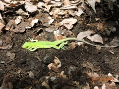 Ctenosaura pectinata