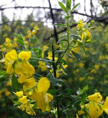 Genista falcata