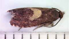 Dichrorampha simulana