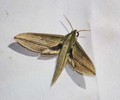 Cechetra lineosa