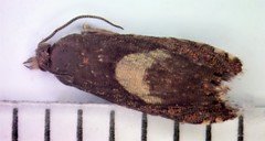 Dichrorampha simulana