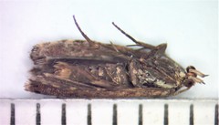 Dichrorampha simulana