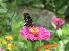 Codatractus bryaxis