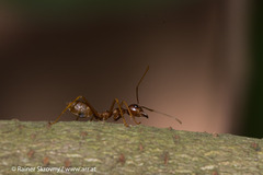 Oecophylla longinoda