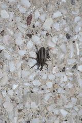 Scaphomorphus