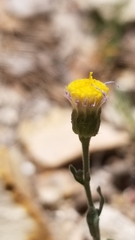 Erigeron aphanactis