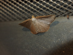 Plesiomorpha flaviceps