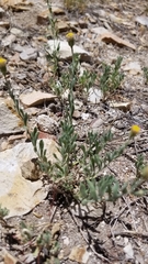 Erigeron aphanactis