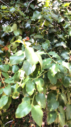 iNaturalist observation photo of hollyleaf cherry
